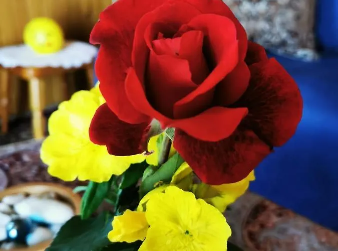 Merikotka - A Cozy Wooden Cottage, Slovenia *