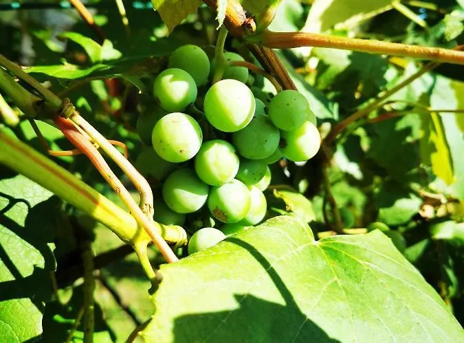Merikotka - A Cozy Wooden Cottage, Slovenia בקתה Braslovce