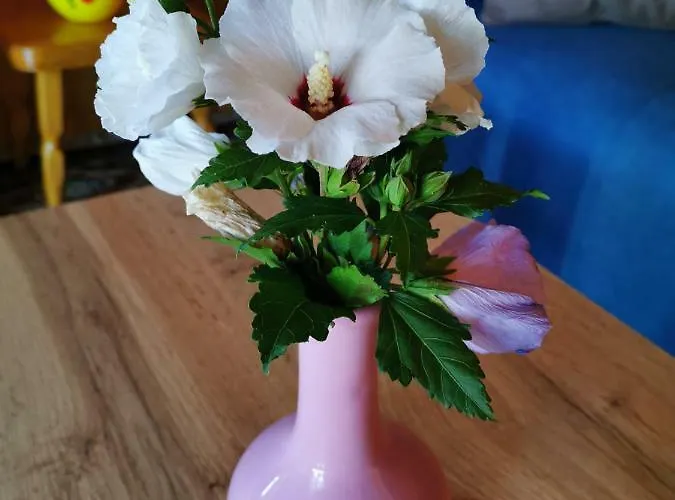 Merikotka - A Cozy Wooden Cottage, Slovenia Шале *